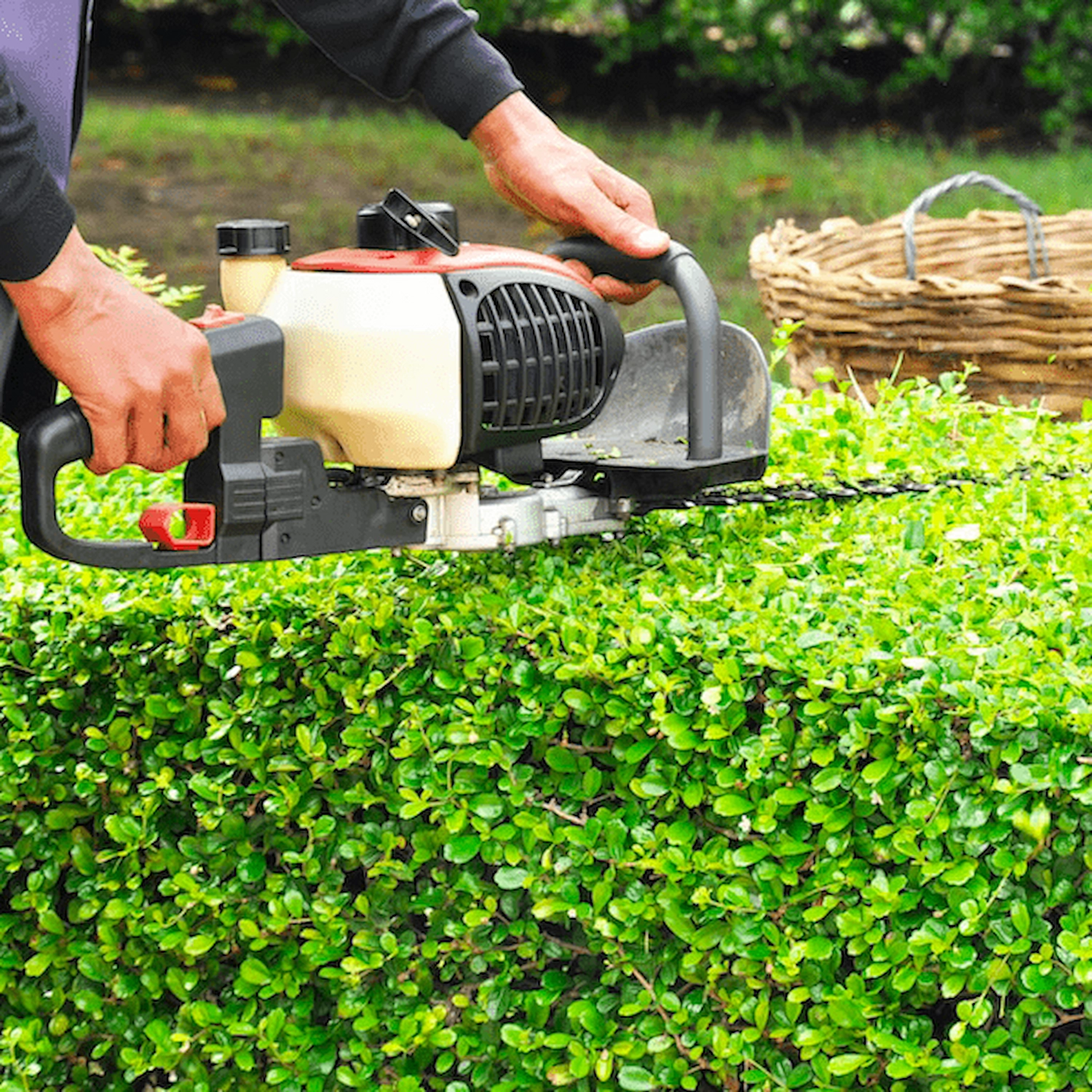 Professional hedge trimming service